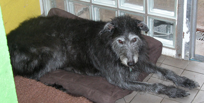 Ted
Keywords: Ted, Lucies Farm, dog boarding, dog kennels