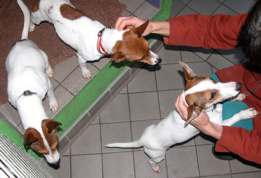 After-Walk Cuddles
Avainsanat: dog, boarding, Lucies Farm, dog resort, Jack Russell, terriers