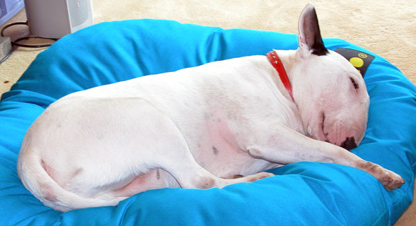 Butter Wouldn't Melt in His Mouth
Kiko having a rest.
Avainsanat: Kiko, bull terriers, Cozies, cushions, dog cushions