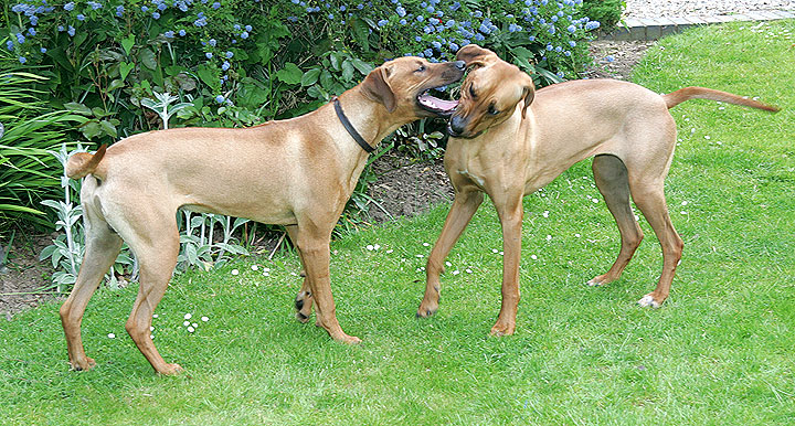 Simba and Kila
Play fighting in the garden.
Ključne besede: Kila Simba Rhodesian Ridgebacks dog kennel dog boarding dog hotel Lucies Farm