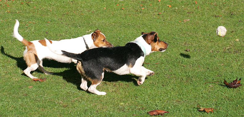 Sally and Jake in Hot Pursuit
Playing catch on a warm (non-rainy!) autumn afternoon.
Anahtar kelimeler: Jake Sally Jack Russell dog catch fetch ball playing dog kennel Lucies Farm