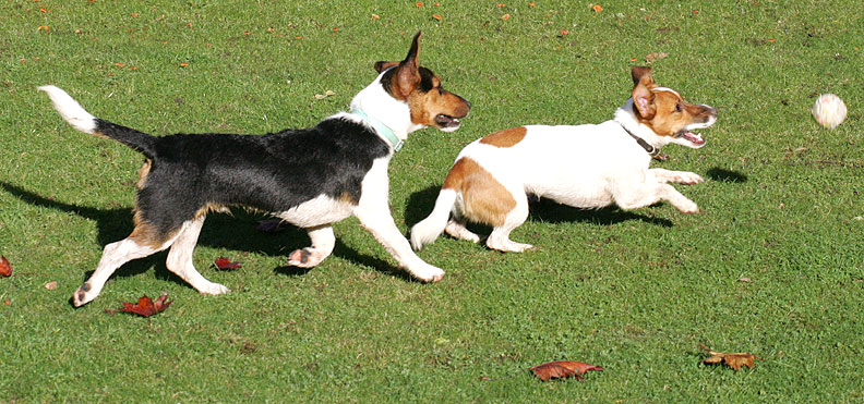 Jake and Sally Chasing the Ball
Ключевые слова: Jake Sally chase ball catch fetch Jack Russell dog Lucies Farm