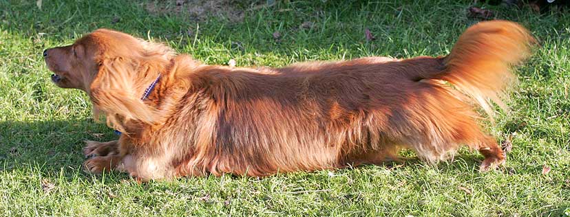 Molly on the Run
A sunny, but cold, day.  Molly is on the prowl.
Anahtar kelimeler: Molly long hair daschund Lucies Farm dog boarding dog kennel
