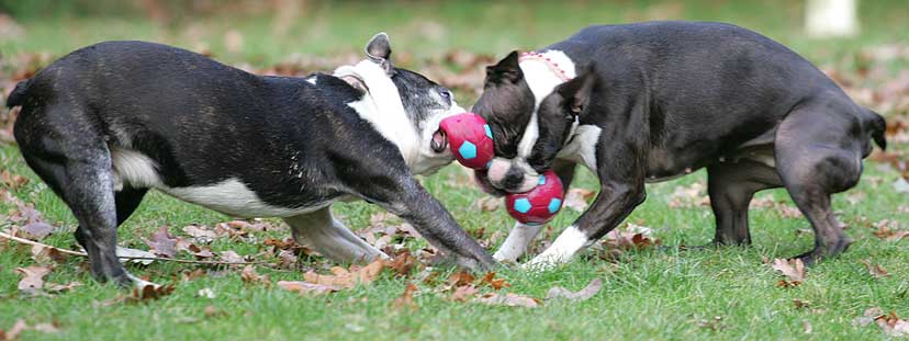 Mugsy & Cavi each trying to gain control of the barbell
Ključne besede: Mugsy Cavi Boston Terrier barbell