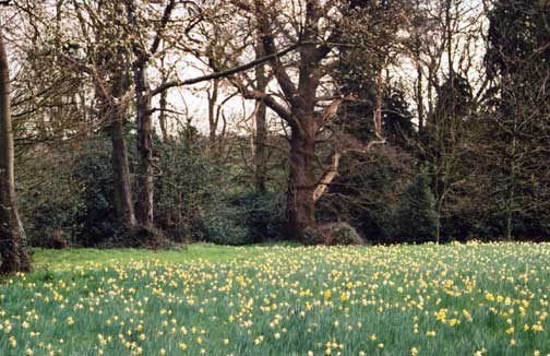 Daffodils at Madresfield
Spring in England, 2003
