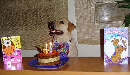 Martha Waiting for the Go-Ahead
Martha waiting for permission to start the party.
Keywords: Martha, Dog Birthday Party