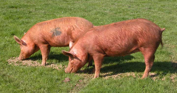 The Tamworth Two
Good Friday, 2004.  These two Tamworth pigs --- sisters --- recently arrived at Lucies Farm from the City of Gloucester.  They are enjoying the green grass of spring, but won't take long to convert it into mud.
Słowa kluczowe: Tamworth, pig, Good Friday, City of Gloucester, Whitecroft
