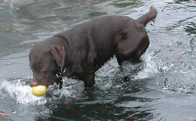 Tess and The Yellow Ball
Ключові слова: Tess, yellow ball, dog, dog kennel, Lucies Farm