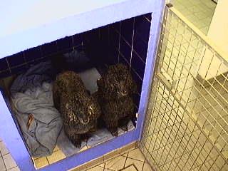 Bali and India Waiting For Their Dinner
This is a screen capture from our 24/7 [url=http://www.dog-hotel.co.uk/webcam]webcam[/url].
Ключові слова: Bali India French poodle dog dinner Lucies Farm dog resort dog hotel dog boarding