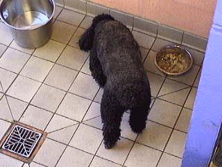 Bali Having His Dinner
Keywords: Bali French Poodle dog's dinner dog dinner Lucies Farm luxury dog resort dog boarding dog kennel