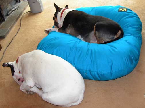 Bull Terriers - with only one cushion
This is what happens when we only bought one Cozies cushion (testing it out first) and have two bull terriers.  Needless to say we had to rush out and order a second --- www.cozies.net.  The cushions are great:  made of Dupont Cordura, so quite strong.
Keywords: Cozies, bull terriers, Kiko, Tapa, cushions, dog cushions, dogs