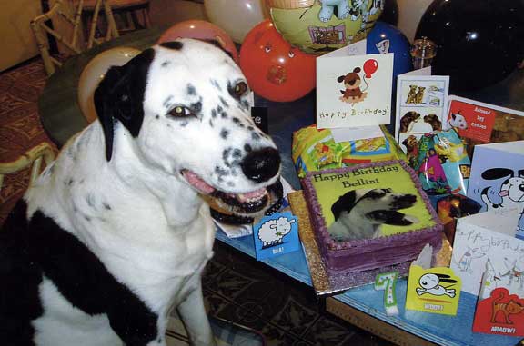 Bellilni's Party
Bellini at his birthday party, with his cake in pride of place.
Ключови думи: Bellini doggie dog cake birthday