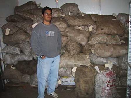 Bill Meyers and the taro pile
