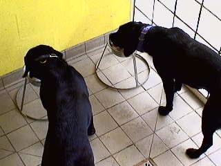 Two Dogs, Two Bowls
This is a shot "captured" with our new web cam.
Klíčová slova: Labradors, eating, dogs, dogs eating, Lucies Farm, dog boarding, dog kennel