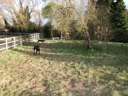 The Men - Waiting for the Ball Toss
Trefwoorden: Labradors, The Men, dog, catch, fetch, Lucies Farm