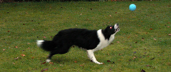 Keywords: dog kennel, dog boarding, Lucies Farm, playing ball, playing catch