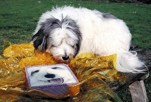 Digby and his Birthday Cake
Keywords: Digby cake birthday cake