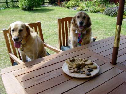 Caesar and Friend wait for Lucies Farm Dog Biscuits
Keywords: Caesar dog biscuits treats
