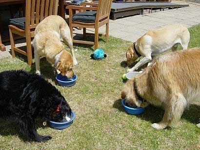 Caesar's Birthday Party
As Wendy e-mailed, "All the dogs enjoyed the ice cream and assorted cookies. In the end, we served the ice cream on top of Caesars' birthday cake, and they all licked their bowls clean!"
Ključne besede: Caesar haddock ice cream birthday dog doggie