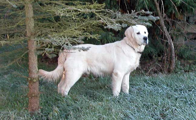 Joe on Frosty December Morning
Temperatures reached minus 4 degrees last night.  This morning was sunny and frosty, and Joe was ready to romp.
Schlüsselwörter: Joe, dog kennel, frost, Lucies Farm