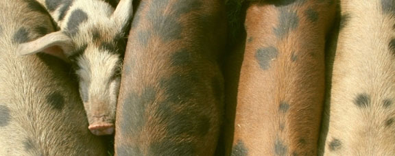 Gloucester Old Spot Piglets
A stock photograph of GOS piglets.
Keywords: Gloucester Old Spot pig piglets GOS