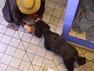 Marjorie Hand-Feeding India
It chucked with rain today (the Great British Summer).  The dogs still all had two long walks, and a long garden run in the middle.  Marjorie --- wearing her waxed jacket and cap --- feeding India his dinner, by hand.  Just a little bit pampered.  This is a screen capture from our 24/7 webcam.
Ključne besede: India hand-fed Lucies Farm wax jacket Marjorie dog hotel dog resort dog boarding dog kennel