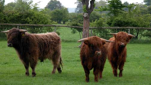 Highland Steers at Lucies Farm
