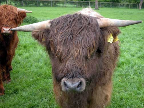 Highland Steer
