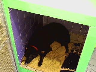 Jet Sleeping
This is a "capture" from our 24/7 live Webcam:  to visit the webcam, just [url=http://www.dog-hotel.co.uk/webcam]click here[/url].
Mots-clés: Jet sleeping dog boarding dog kennel webcam Lucies Farm