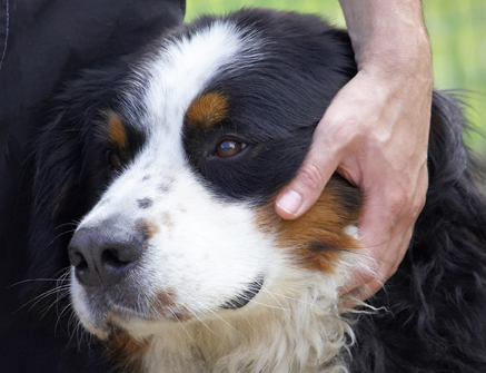 Jus' quietly enjoying myself
Palabras Clave: Bernese Mountain Dog Digby Dogs Tongue