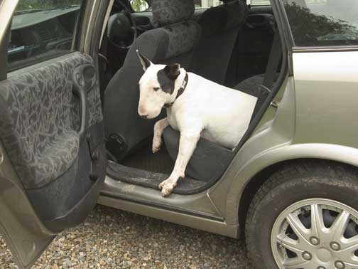 Kiko in the Vectra
We took Kiko for a ride in the car (all he does is sleep in the back), but it was clearly too short for him.  His arthritis means he doesn't like to jump down anyway, but he just sat in the car, giving me stink eye.  August, 2004
Keywords: Kiko Vectra car stink eye