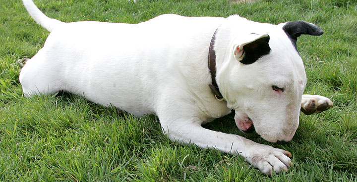 Kiko Hard At Work
This is serious stuff for Kiko.  He has always been a world-class ball chewer.  April 3 2005
Λέξεις-κλειδιά: Kiko ball bull terrier dog Whitecroft Lucies Farm