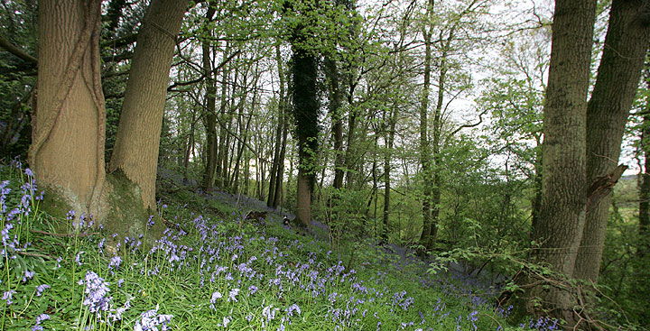 Lord's Wood and the Spring Bluebells
Anahtar kelimeler: Lord's Wood bluebells spring green burials