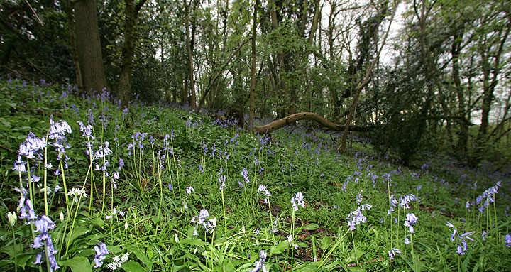 Lord's Wood with Bluebells
Palabras clave: Lord's Wood bluebells spring flowers green burial