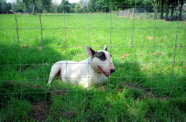 Pau on the Other Side of the Fence
Summer of 1994, after we'd purchased Maggots' Croft and had installed new fences.
Schlüsselwörter: Pau Maggotts Croft fences bull terrier grass
