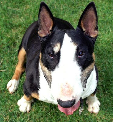 Tapa
At Whitecroft
Klíčová slova: Tapa English bull terrier Whitecroft