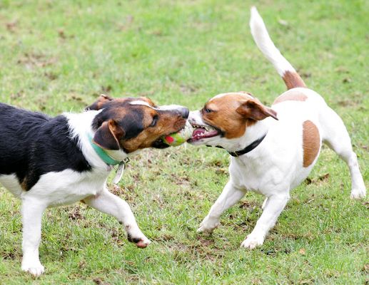 Jake and Sally Playing Tug-o-War
Keywords: Jake Sally tug-o-war ball Jack Russell dog kennel dog boarding Lucies Farm