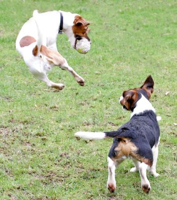 Sally Takes To The Air
With Jake looking on, as Sally catches the ball in mid-air.
Palabras Clave: Sally Jake Jack Russell catch fetch ball dog hotel dog kennel Lucies Farm