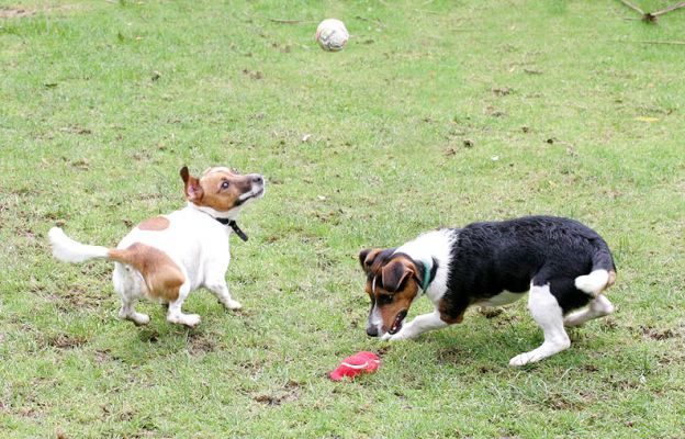 Sally Looking Up, Jake Looking Down
Ключові слова: Sally Jake balls catch fetch Jack Russells dog hotel dog kennel dog boarding playing ball