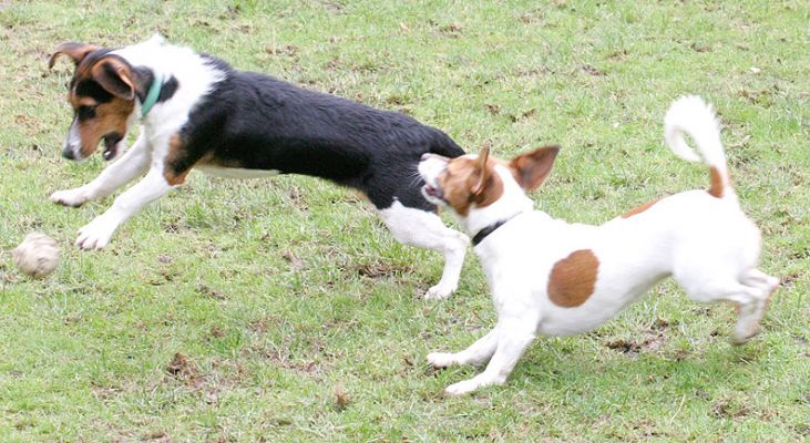 Jake and Sally Playing Catch
Palabras Clave: Jake Sally Jack Russell dog catch ball fetch Lucies Farm dog kennel dog boarding