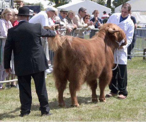 Three Counties Show - 2004
Judging one of our two "junior" bulls in the show ring at the Three Counties Show, Malvern.
Ключови думи: Three Counties Show judging bull highland cattle