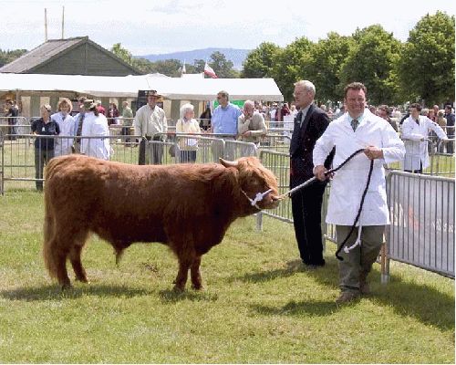 Three Counties Show - 2004
Kevin Howdle showing UK302940300032 - son of Lord Rannoch of Lucies
Palabras Clave: Rannoch bull