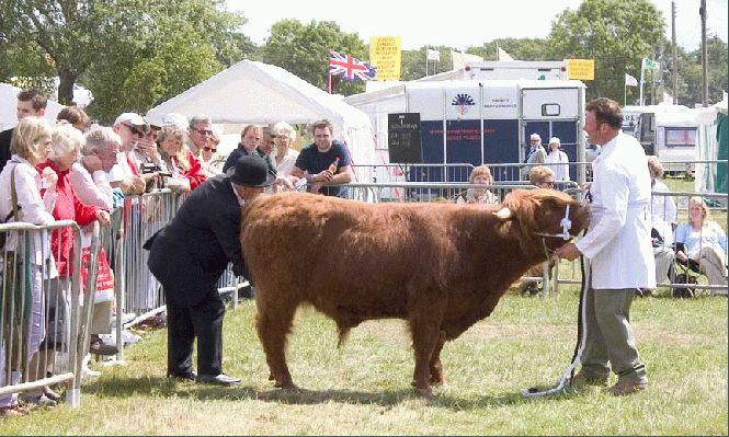 Three Counties Show - 2004
One of our "junior" bulls being judged in the ring.
Keywords: highland bull Three Counties