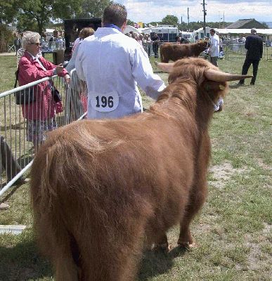 Three Counties Show - 2004
Judging of our "junior" bulls in the ring.
الكلمات الإستدلالية(لتسهيل البحث): highland cattle Three Counties judging bull