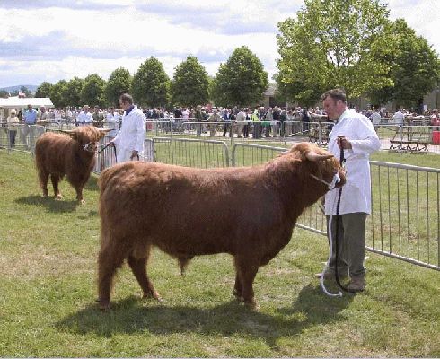 Three Counties Show - 2004
Our two "junior" bulls being shown --- UK302940100030 and UK302940300032 --- by Andy and Kevin.
Keywords: Three Counties highland cattle junior bulls