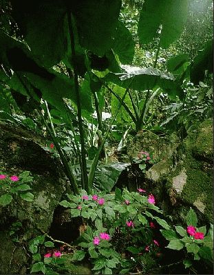 In the taro patch
Λέξεις-κλειδιά: taro poi
