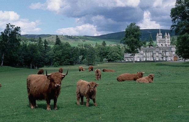 Highland Cattle at Balmoral Castle
Keywords: Highland Cattle Balmoral Castle