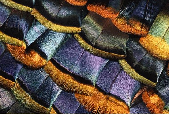 Bronze Turkey Feathers
Λέξεις-κλειδιά: bronze turkey feather