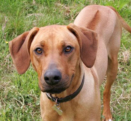 Pensive
Keywords: Ridgeback pensive dog boarding dog kennel Lucies Farm