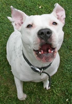 Maddy
We're trying to hold the cookie next to the lens.  She's telling us she wants us to hold it next to her mouth!
Keywords: Maddy Staffordshire Terrier dog kennel dog boarding Lucies Farm